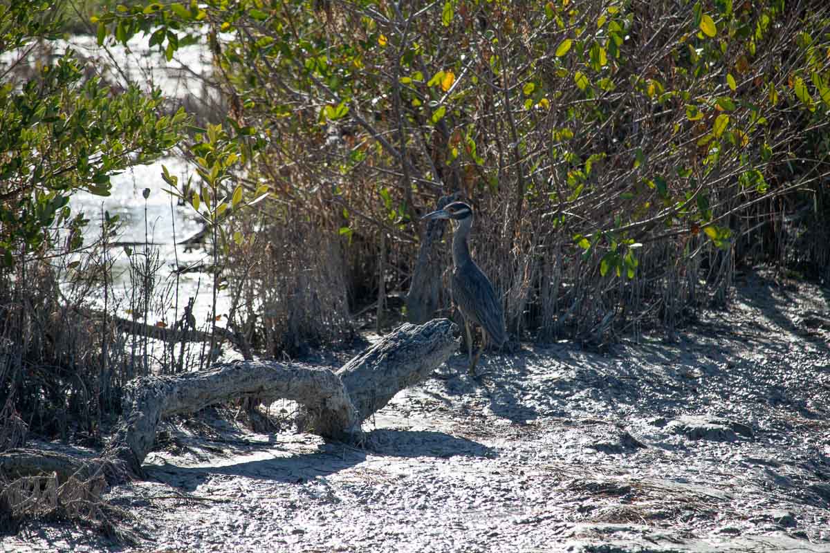 A yellow-crowned night-heron takes a stroll on the tidal mud flats in Snake Bight, Everglades National Park