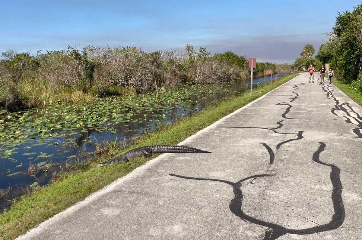 Alligator and hikers on the Shark Valley Tram Road in Everglades National Park