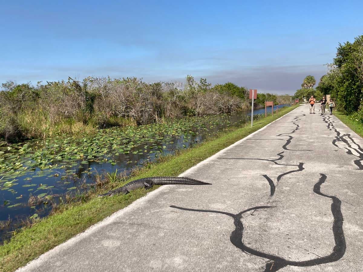 Hikers are on the lookout for alligators in Shark Valley, Everglades National Park