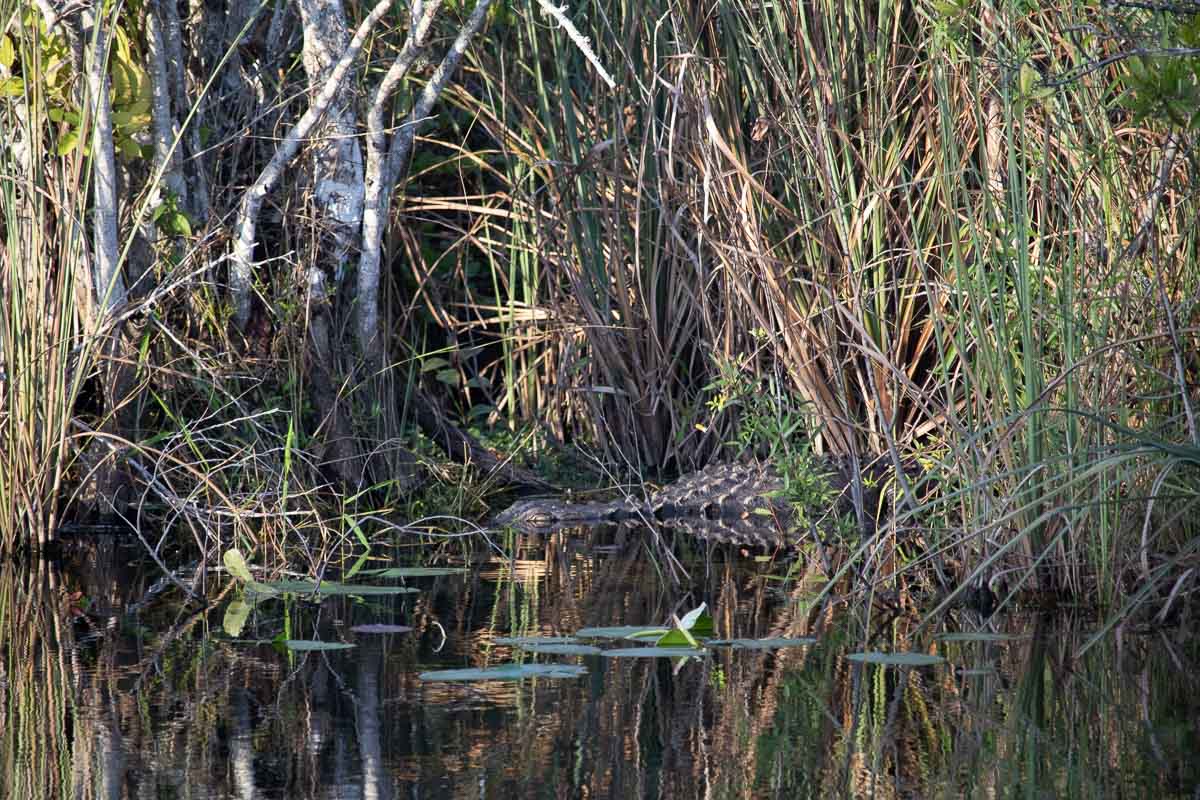 Alligator in a pond at Royal Palm in Everglades National Park