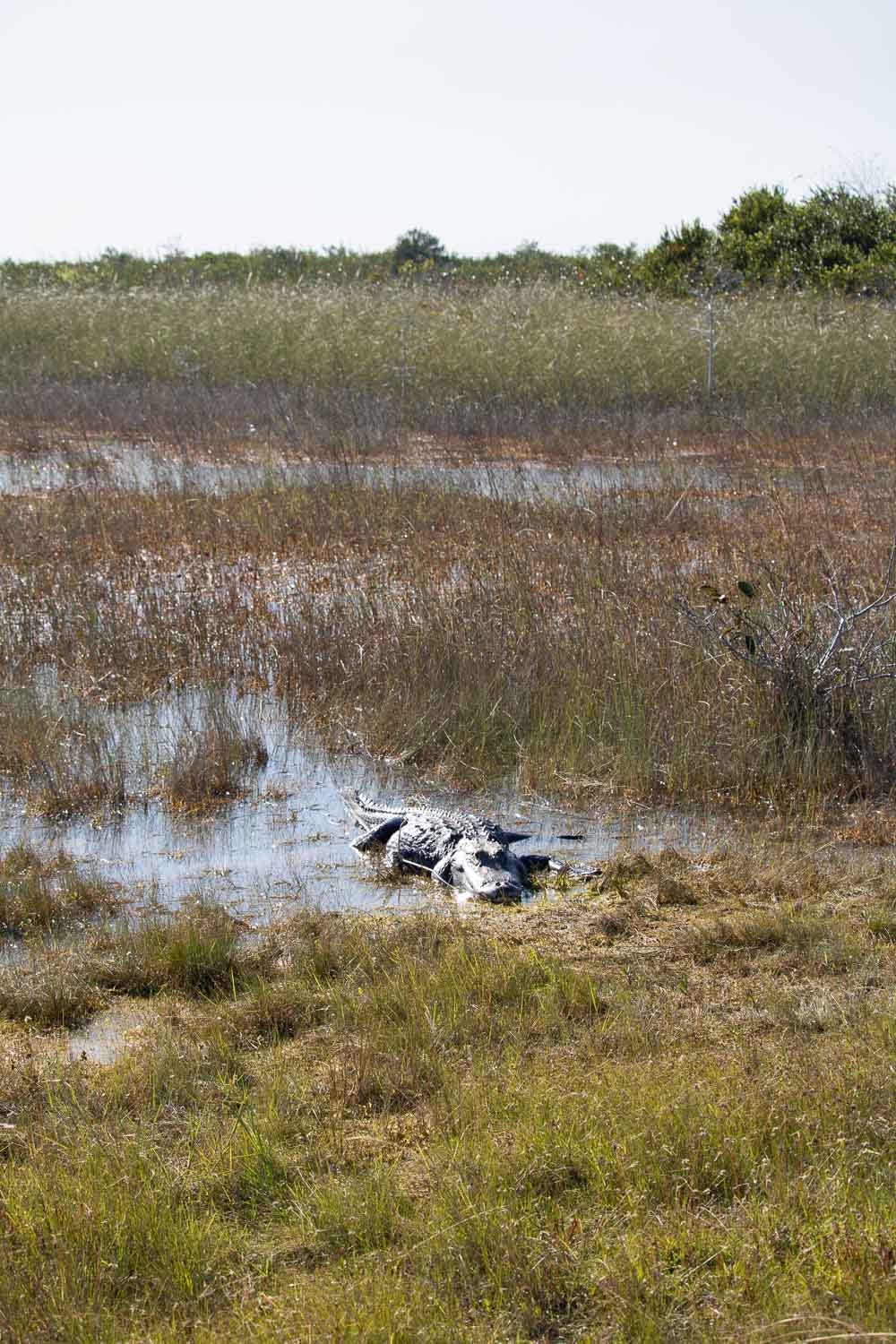 Alligator in sawgrass marsh on the Shark Valley Tram Road in Everglades National Park, Florida