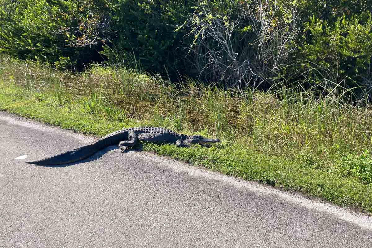Alligator lounging along the Shark Valley Tram Road, one of the best bike trails in Everglades National Park, Florida
