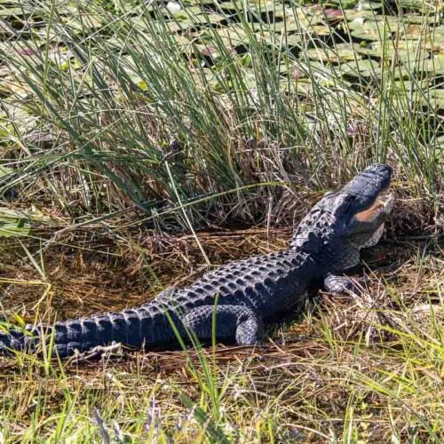 Alligator lounging along the Shark Valley Tram Road in Everglades National Park