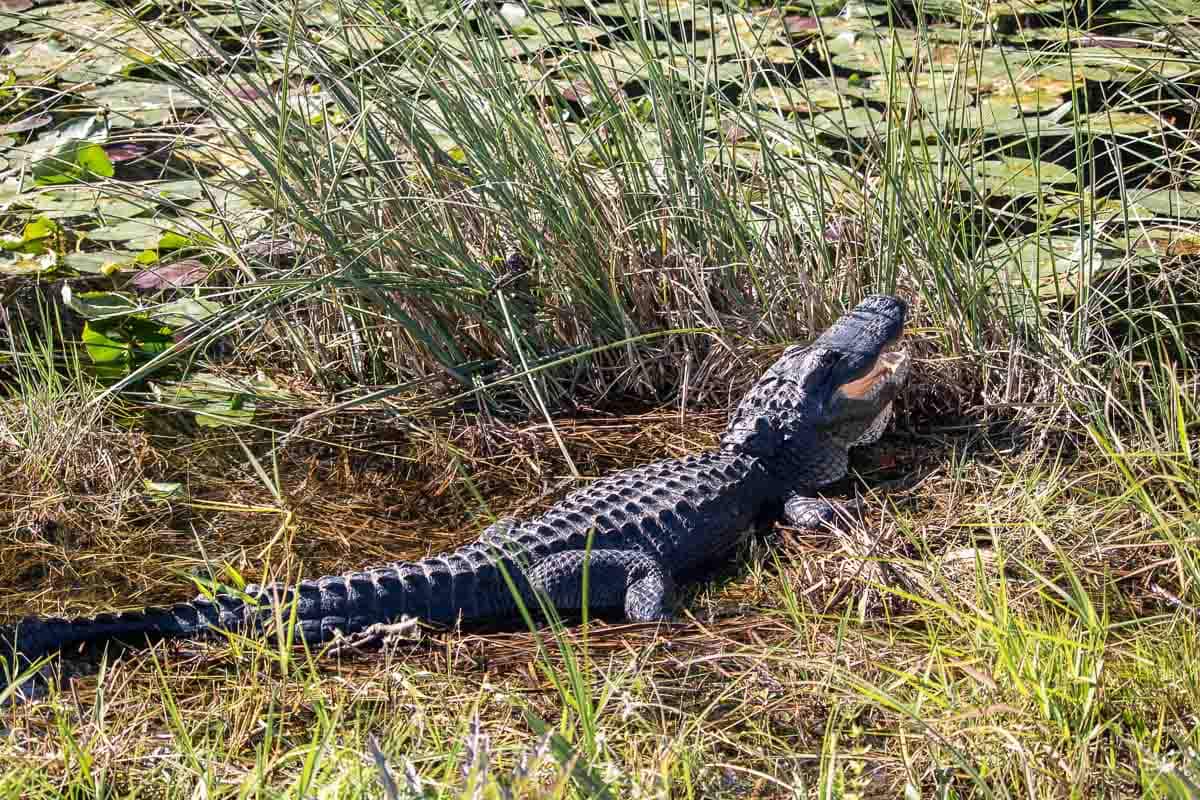 Alligator lounging near a pond in Everglades National Park, Florida
