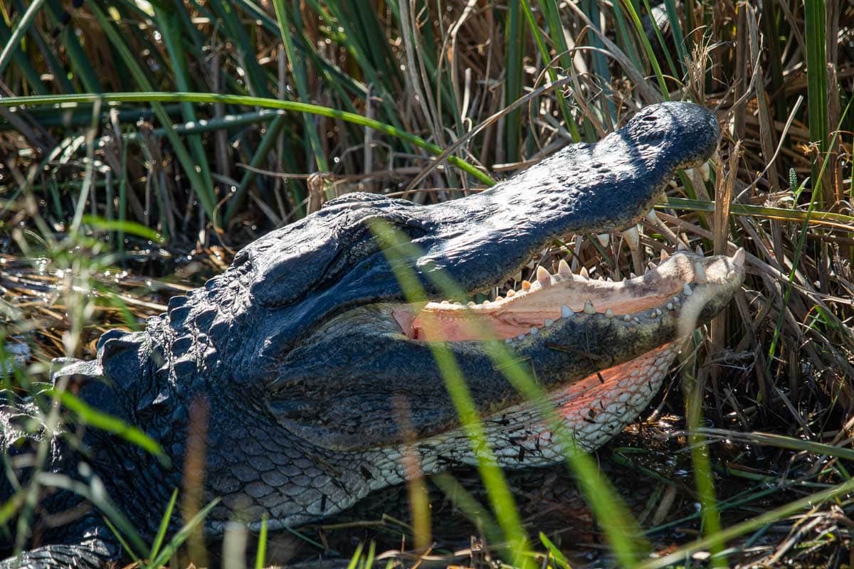 Alligator with open mouth on the Shark Valley Tram Road in Everglades National Park