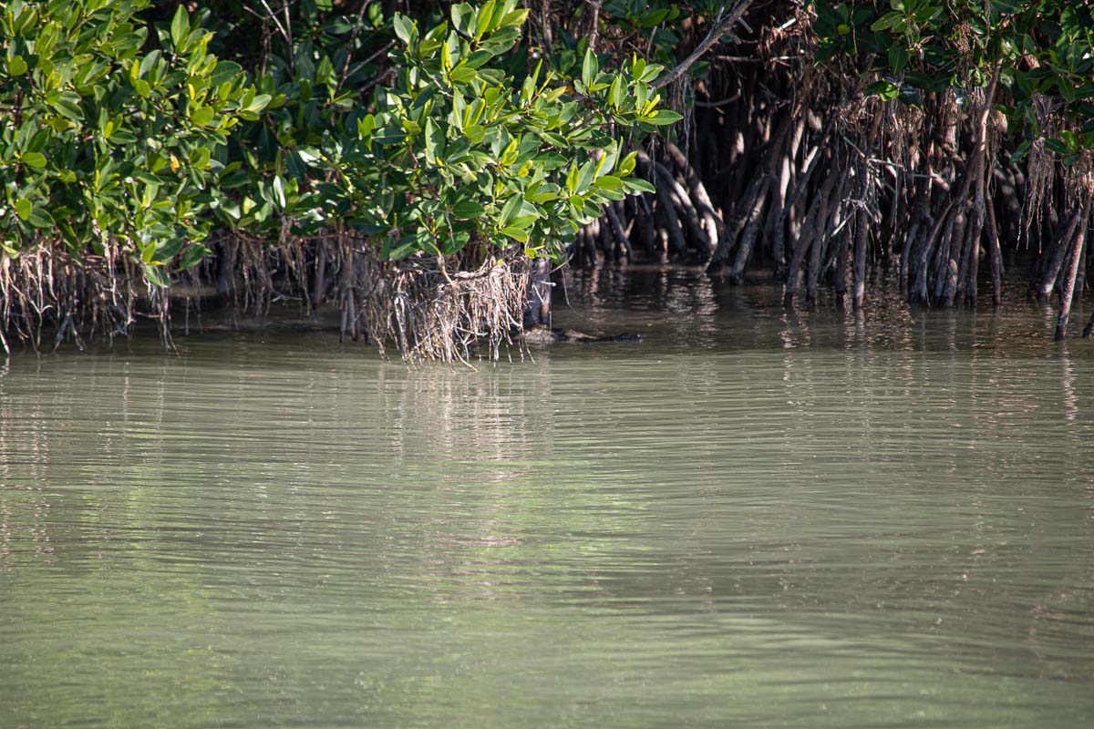 American crocodile in the mangroves in Florida Bay, Everglades National Park