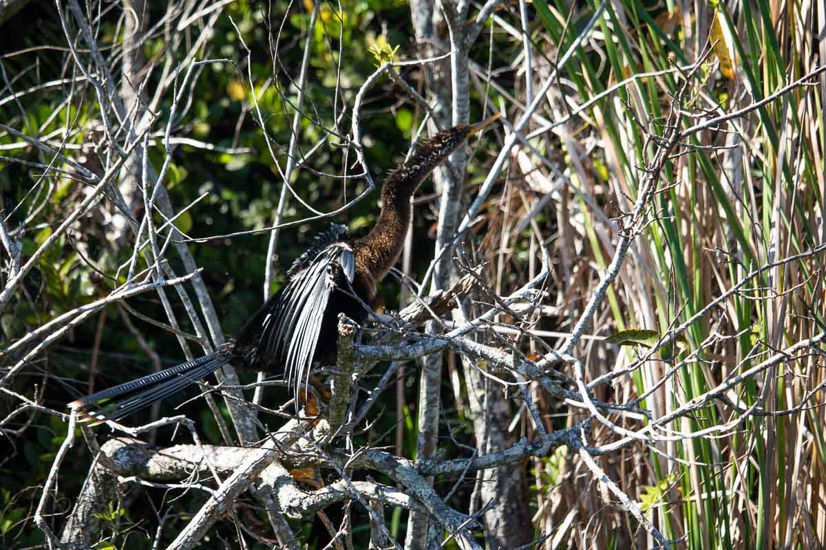 Perched on a branch, an anhinga dries its wings along the Shark Valley Tram Road, Everglades National Park