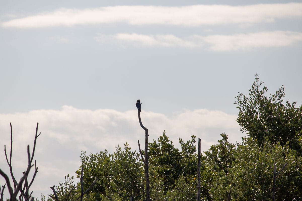 Spending most of its time alone, a belted kingfisher overlooks Snake Bight in Florida Bay, Everglades National Park
