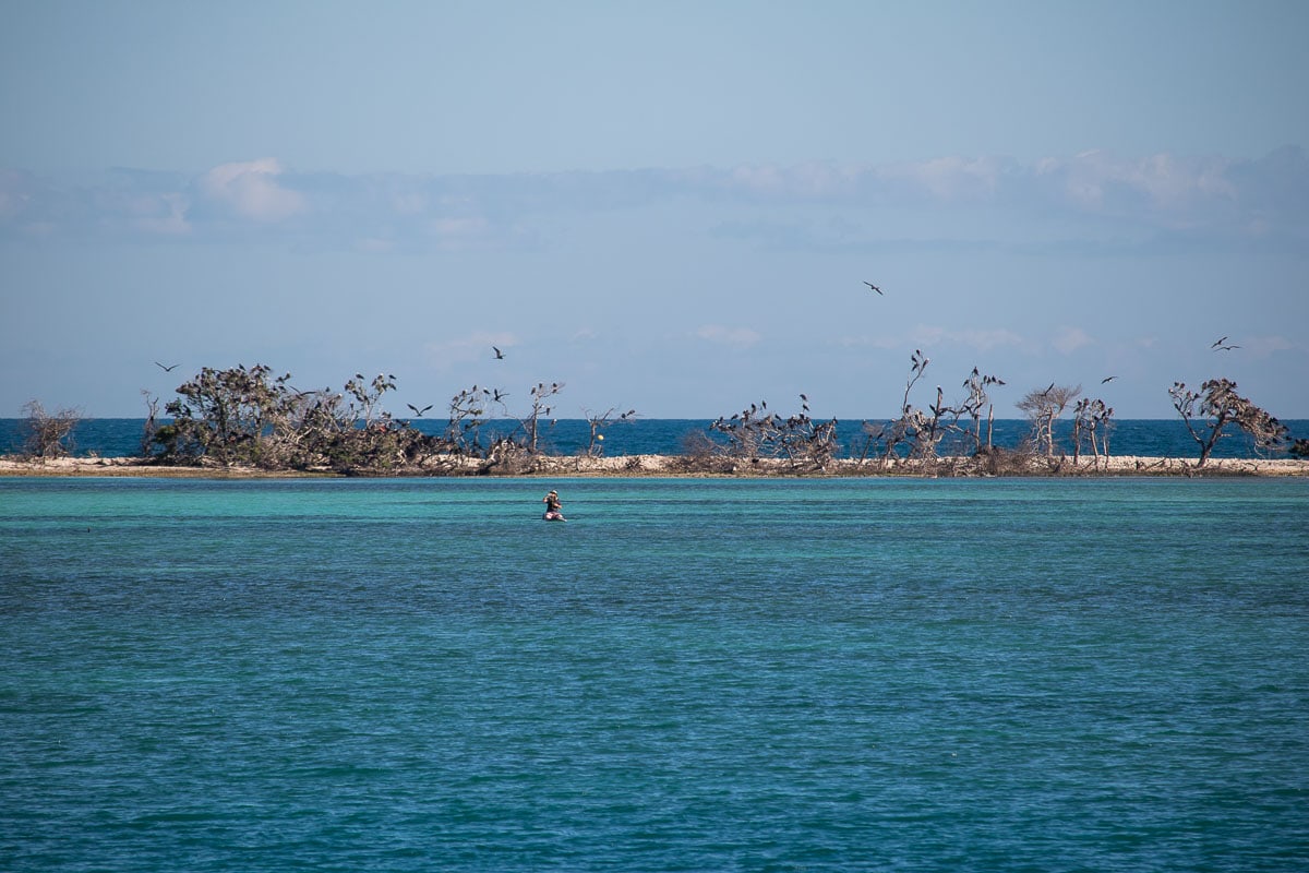 Birds at Long Key in Dry Tortugas National Park