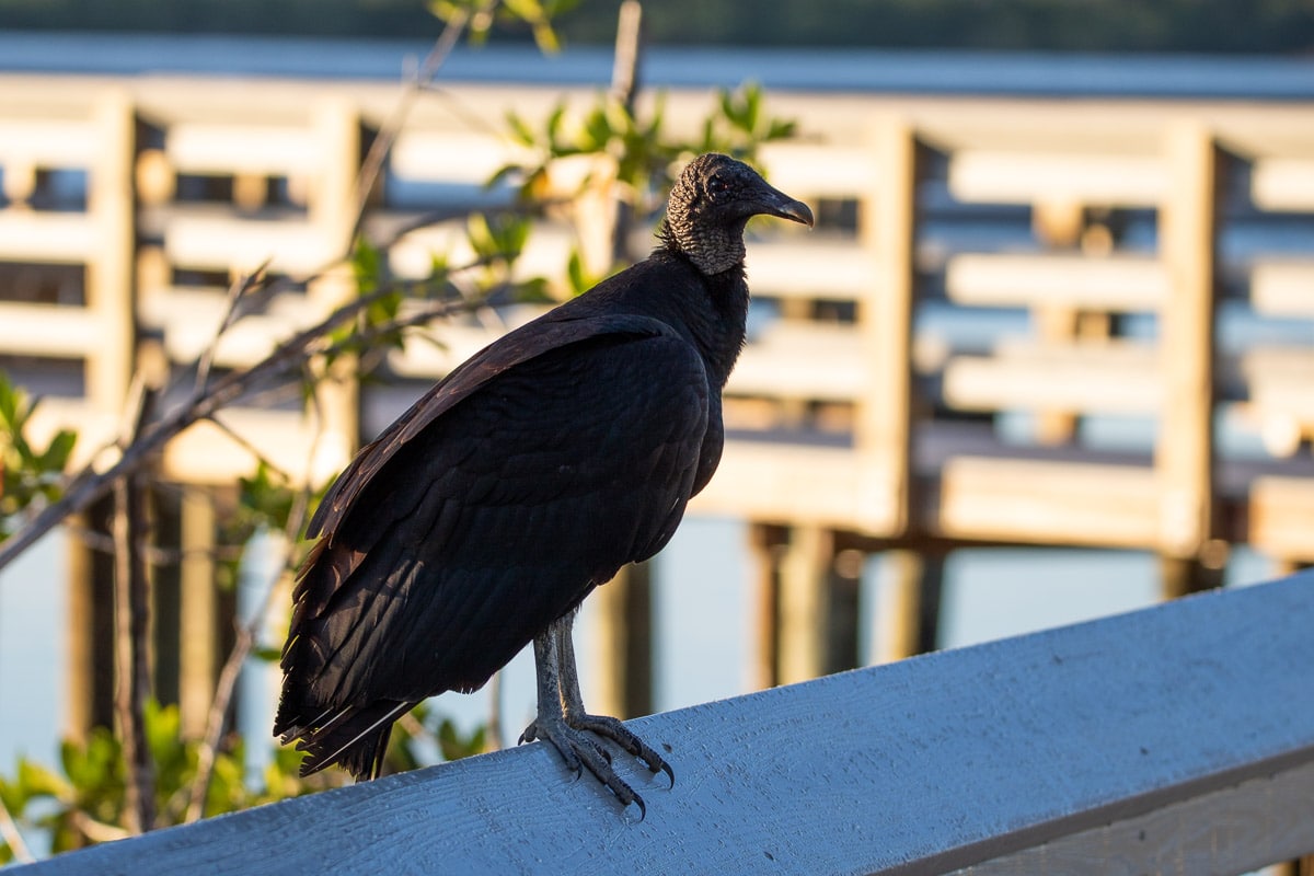 A black vulture relishes some morning sunshine on the West Lake Trail boardwalk, Everglades National Park