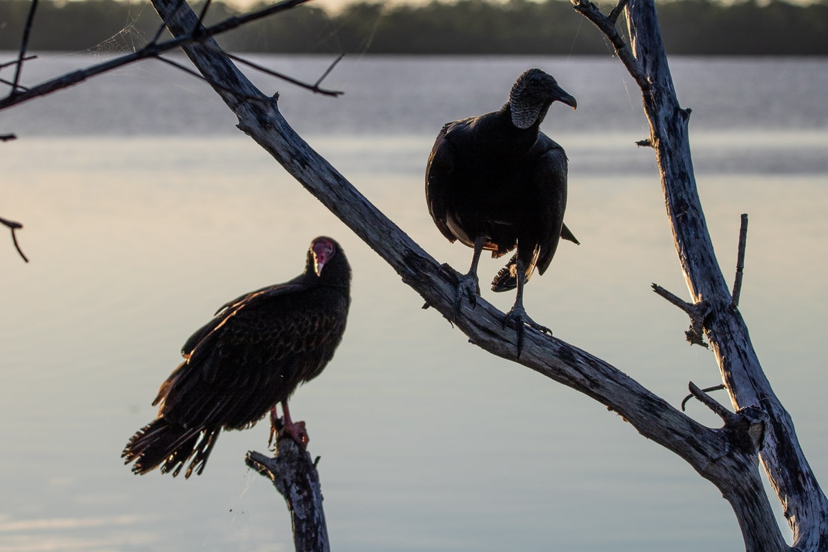 Black and turkey vultures near boardwalk on West Lake Trail in Everglades National Park