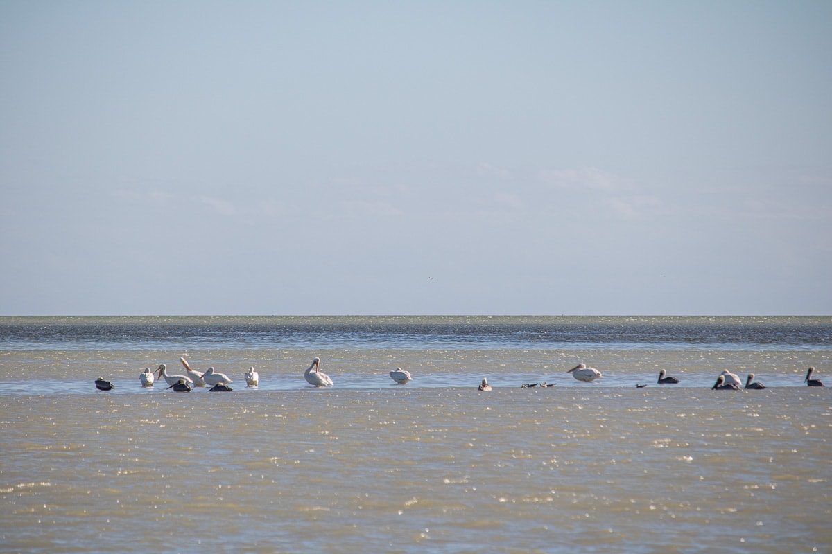 Brown pelicans and white pelicans in Florida Bay, Everglades National Park