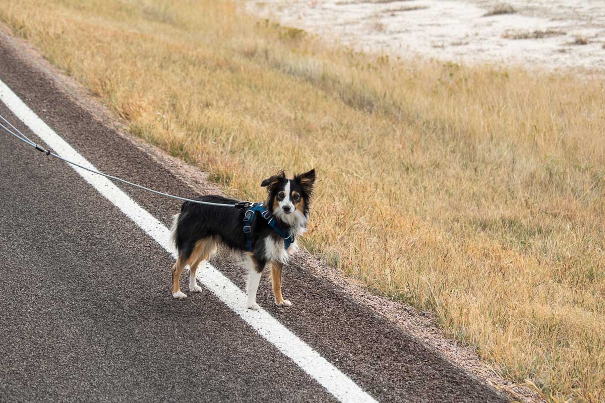Dog on Conata Road, Badlands National Park, South Dakota