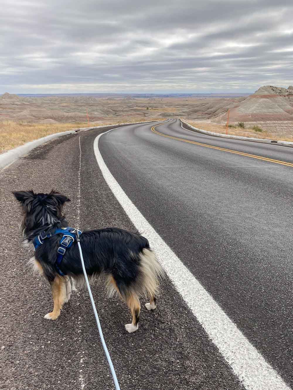 Dog walking on Badlands Loop Road in Badlands National Park, South Dakota