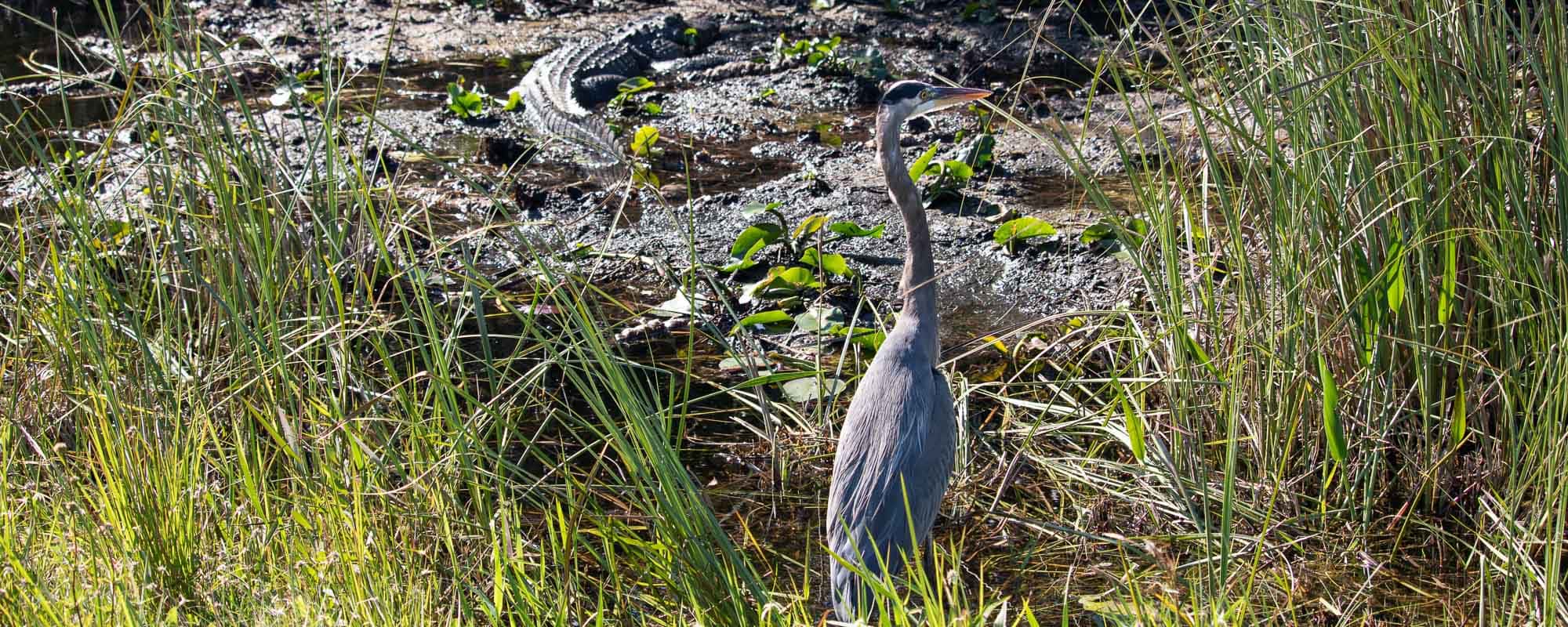 Everglades National Park - Alligator and great blue heron on the Shark Valley Tram Road