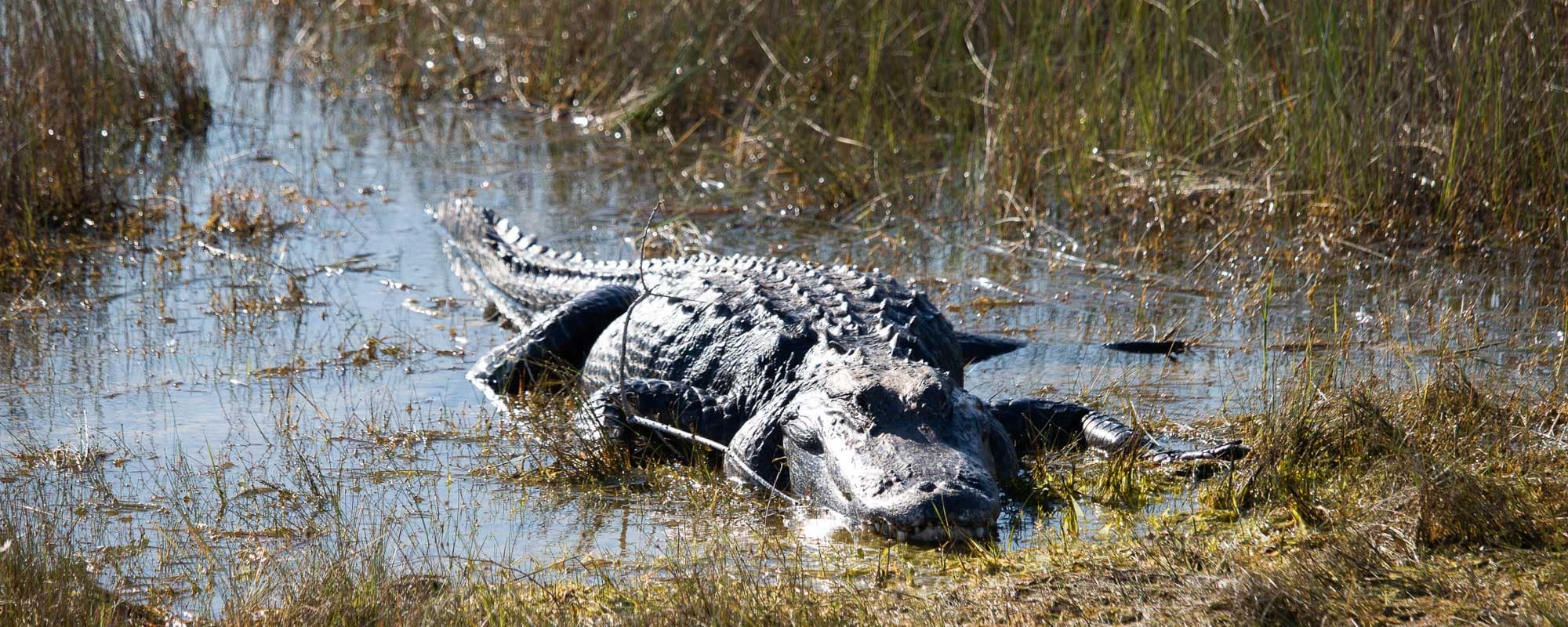 Everglades National Park - Alligator in sawgrass marsh on the Shark Valley Tram Road