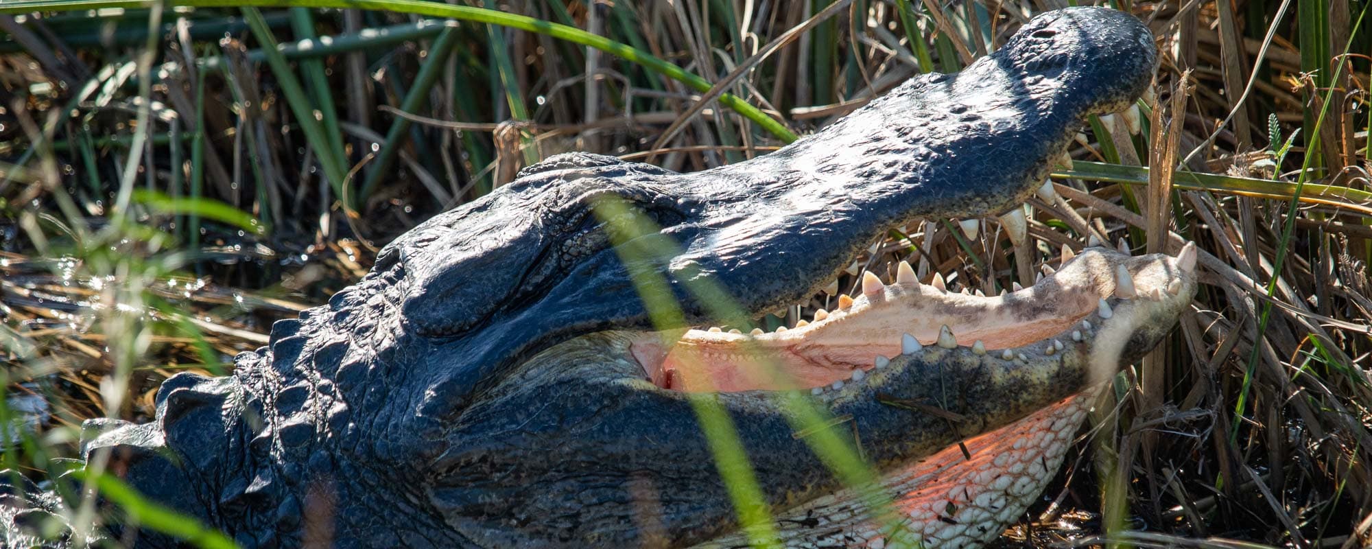 Everglades National Park - Alligator with open mouth on the Shark Valley Tram Road