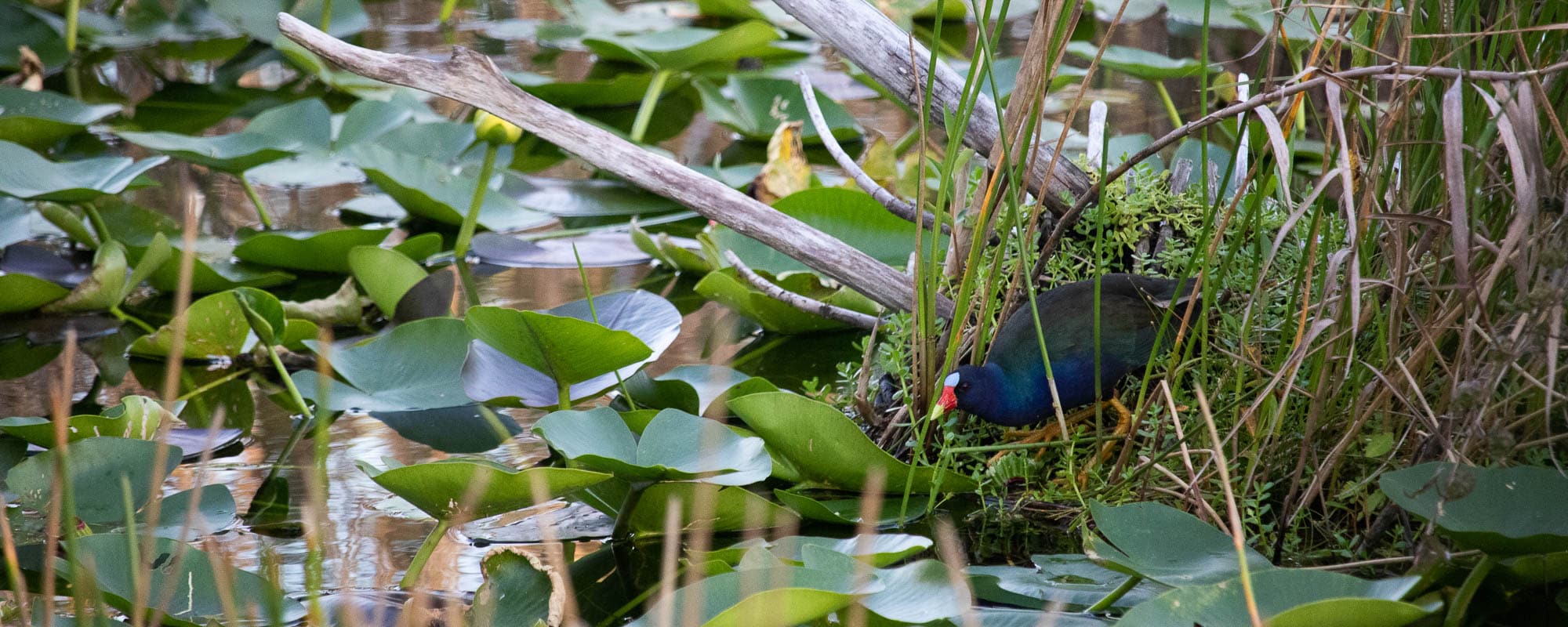 Everglades National Park - Purple gallinule along the Anhinga Trail