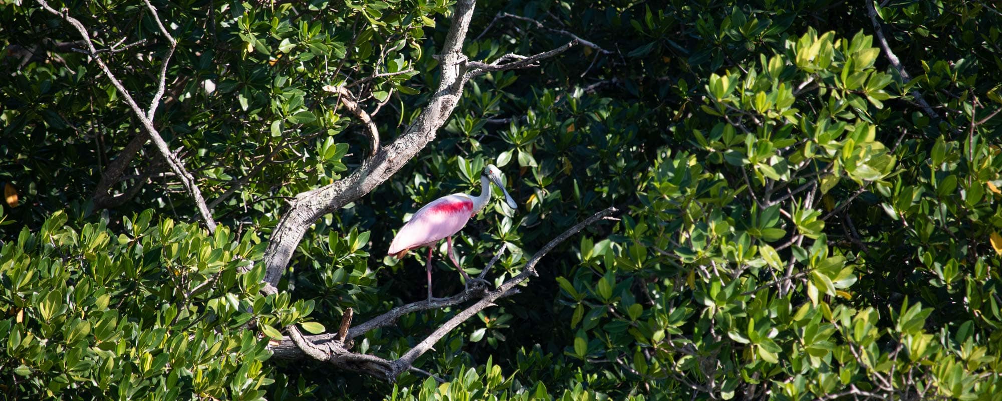 Everglades National Park - Roseate spoonbill