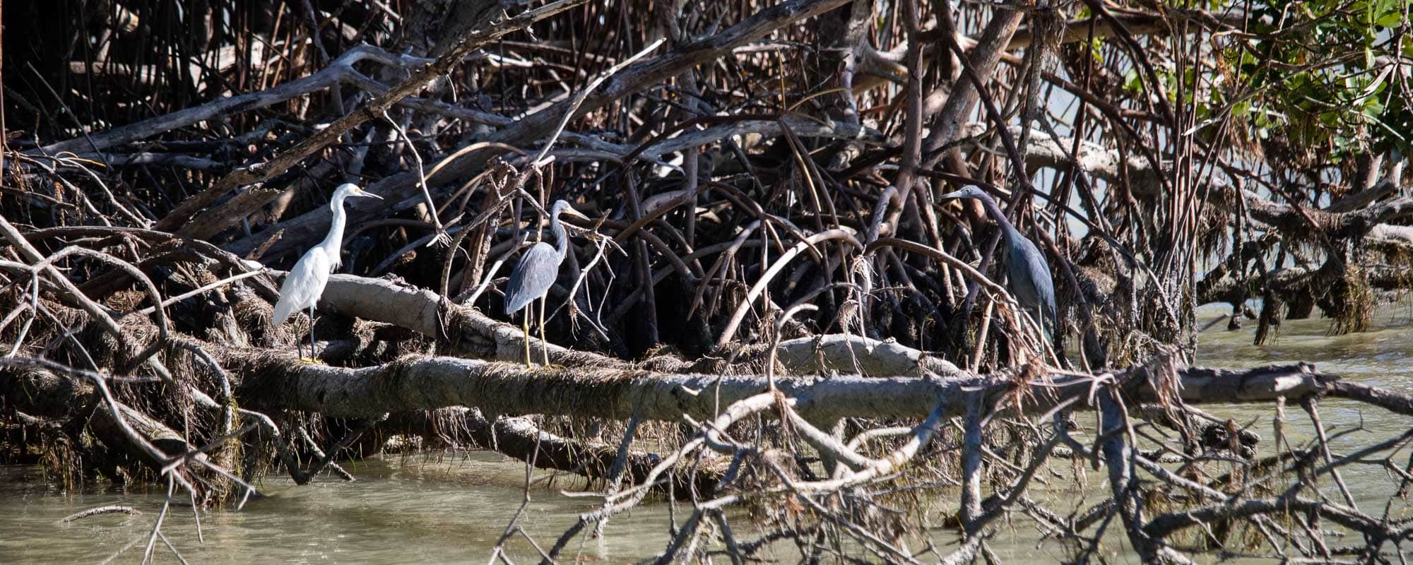 Everglades National Park - Snowy egret, tricolored heron and little blue heron