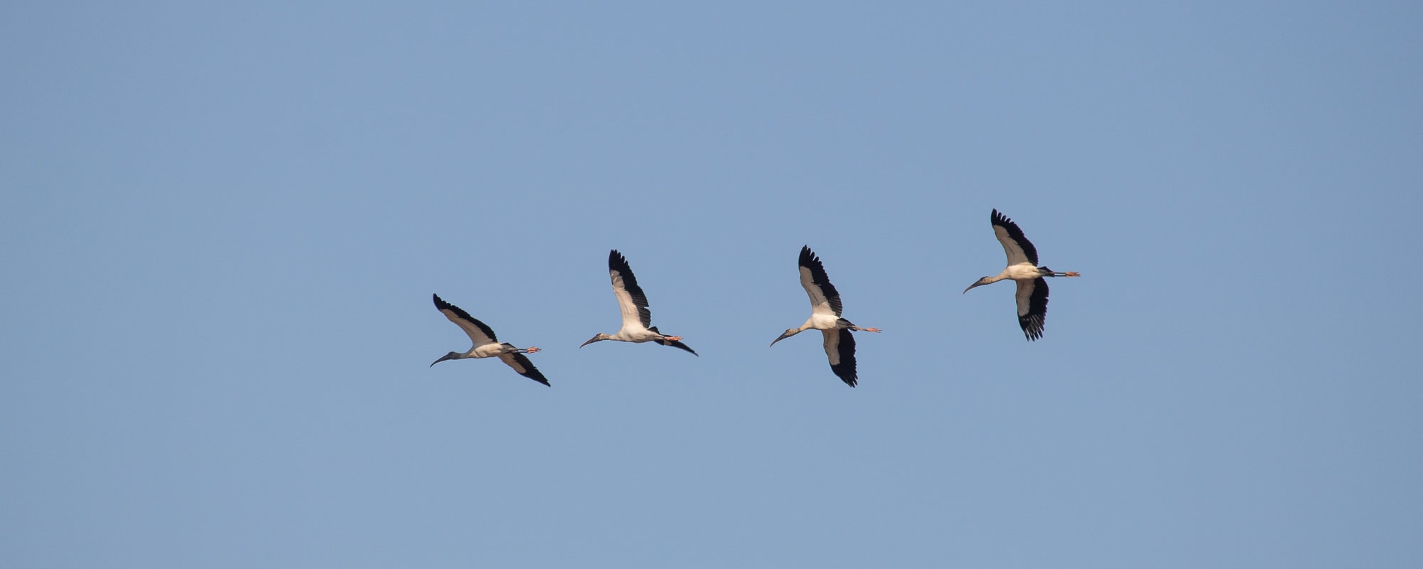 Everglades National Park - Wood storks flying above Shark Valley