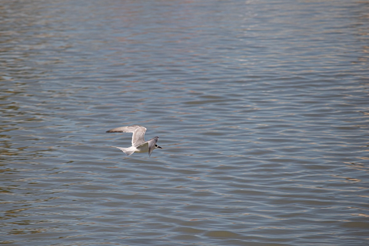 A Forster's tern flies low over the water at the Flamingo Marina, Everglades National Park