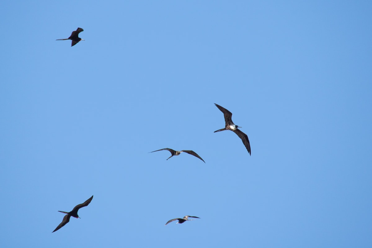 Magnificent frigatebirds above Fort Jefferson in Dry Tortugas National Park, Florida