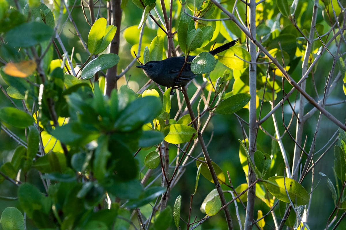 A winter visitor to the Everglades, a gray catbird sings its distinct catty mew-like song from a mangrove tree at West Lake, Everglades National Park