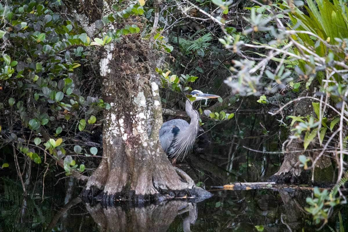 Great blue heron in Big Cypress National Preserve, Florida
