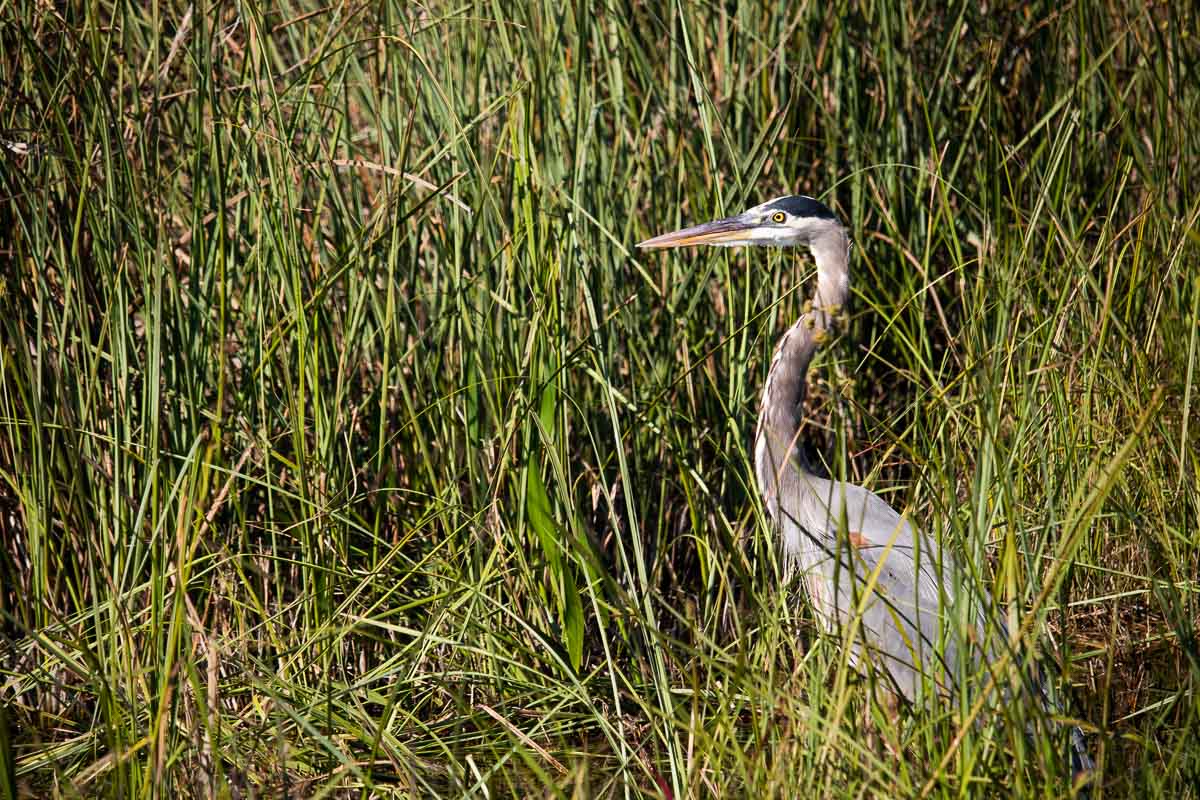 Great blue heron on the Shark Valley Tram Road in Everglades National Park, Florida