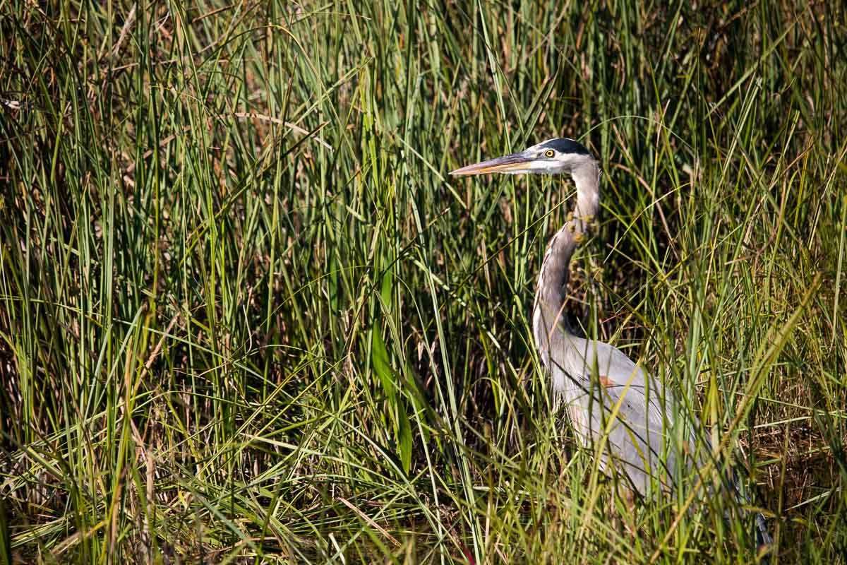 28 Famous Birds Of The Everglades and Where To See Them The 28 Famous Birds Of The Everglades and Where To See Them The