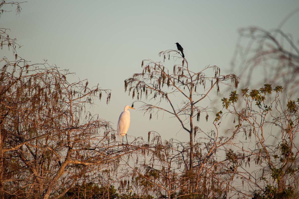 A boat-tailed grackle sits in a treetop at Pa-hay-okee Overlook, kept company by a great egret, Everglades National Park