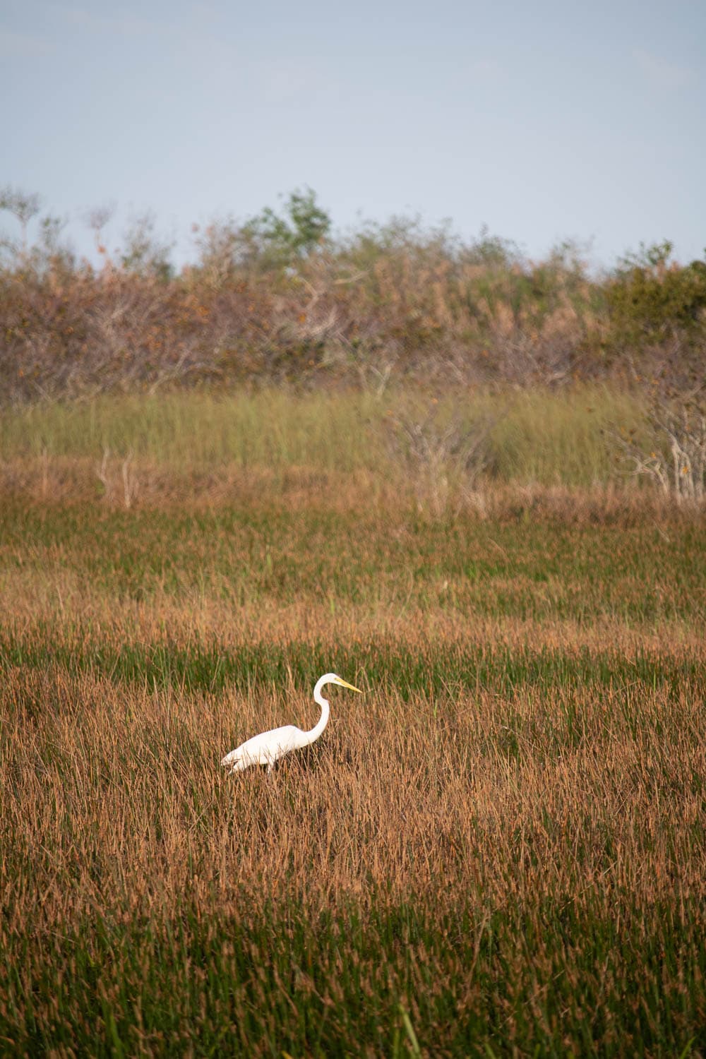 A great egret slowly walks through a sawgrass marsh at Royal Palm, Everglades National Park