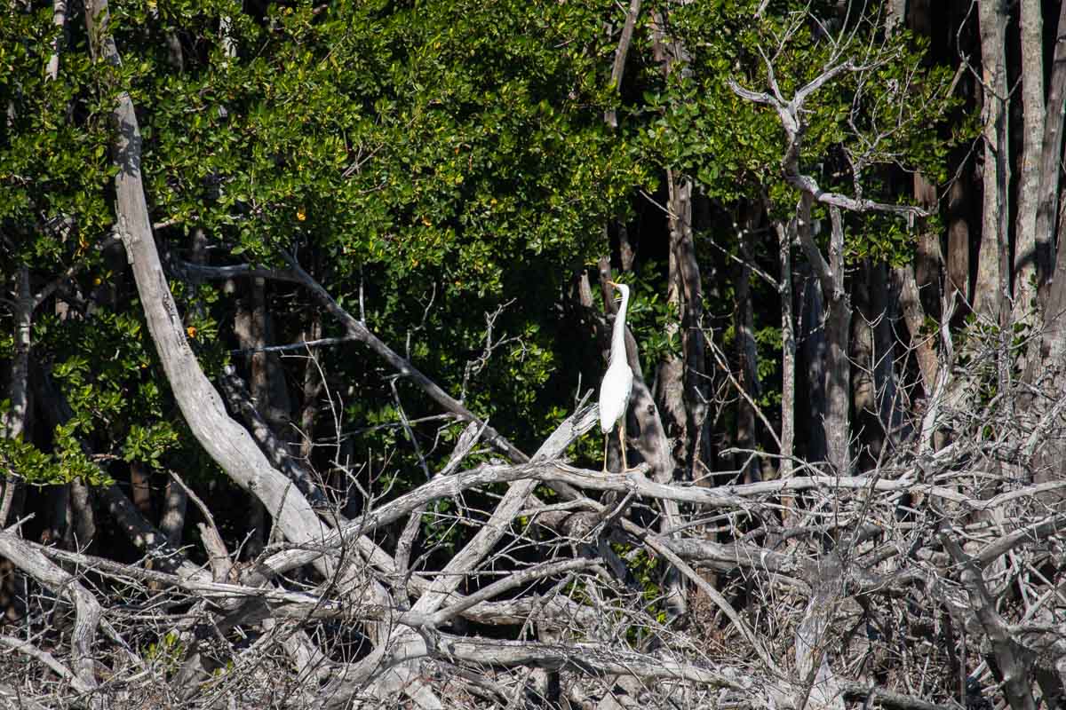A 'white morph' of the great blue heron, a great white heron looks up into the mangroves of Murray Key in Florida Bay, Everglades National Park