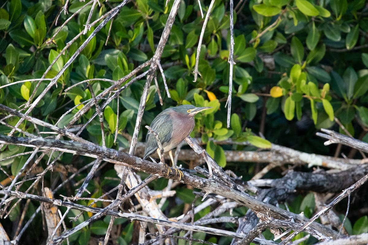 Green heron on the West Lake Trail, Everglades National Park, Florida