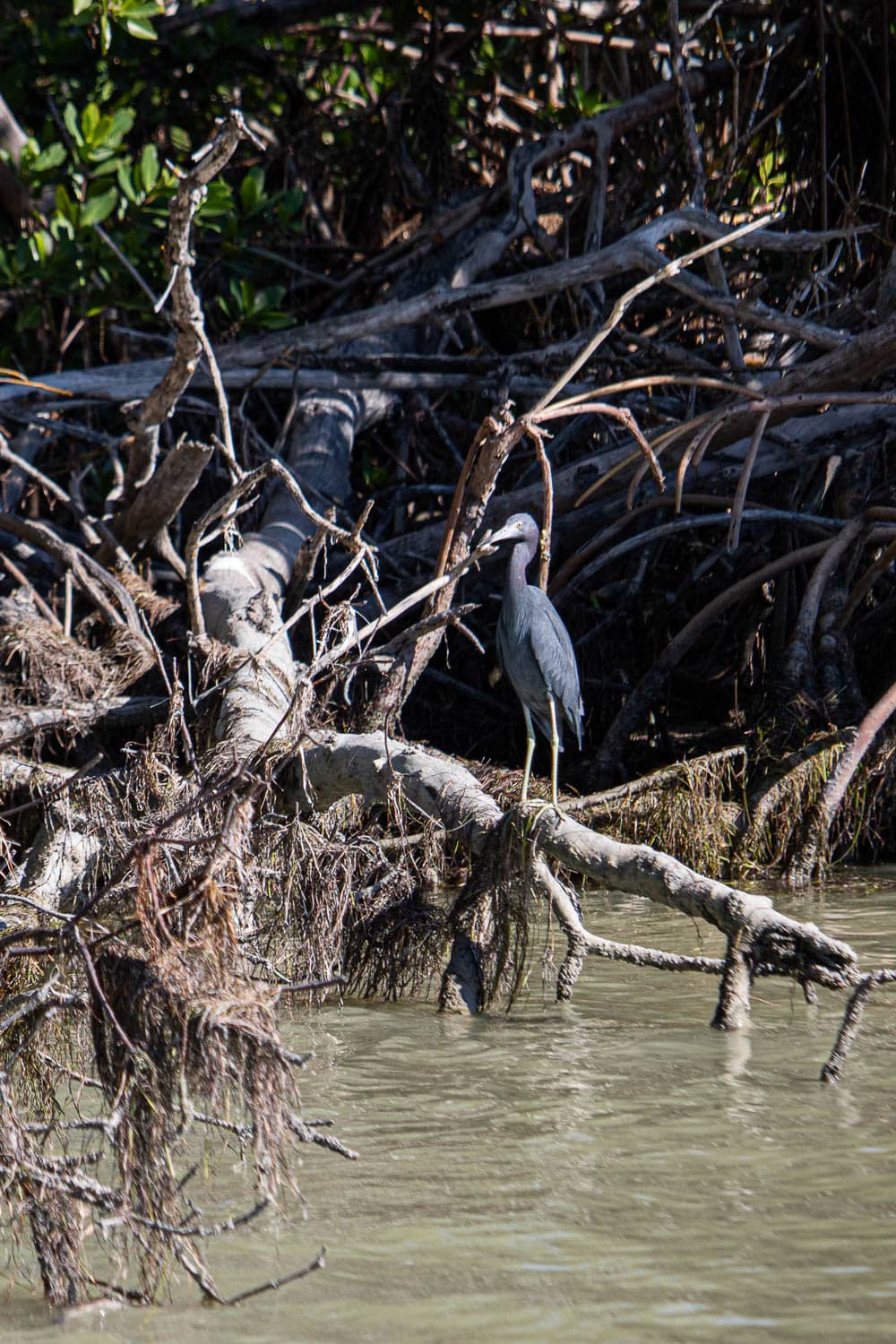 A little blue heron stands on a log in the mangroves of Flamingo, Everglades National Park