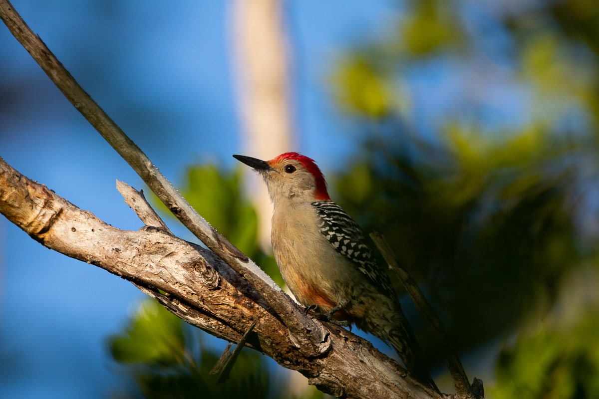 Red-bellied woodpecker on West Lake Trail in Everglades National Park
