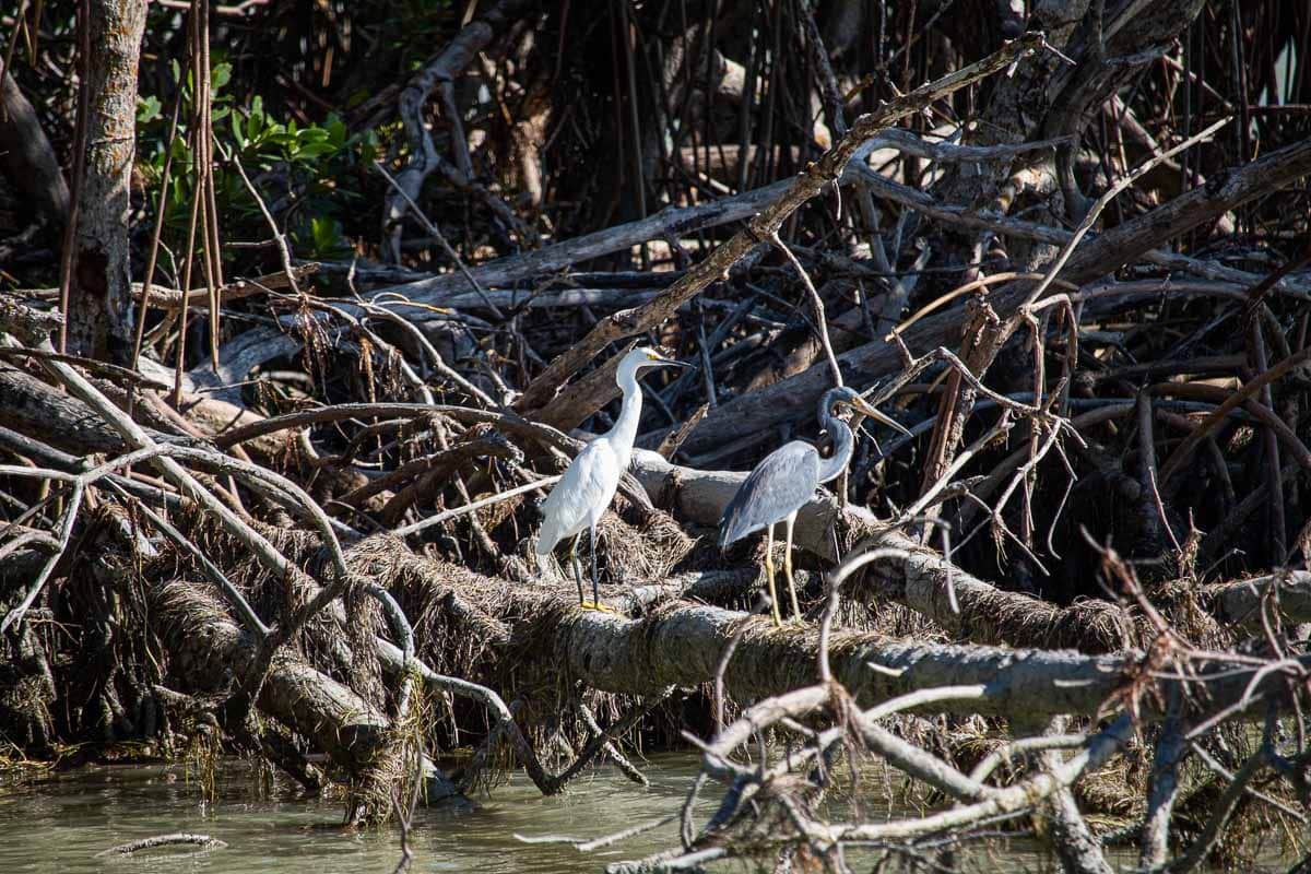 Two beautiful examples of the wading birds of the Everglades, a snowy egret and tricolored heron share a log at the Flamingo Marina, Everglades National Park