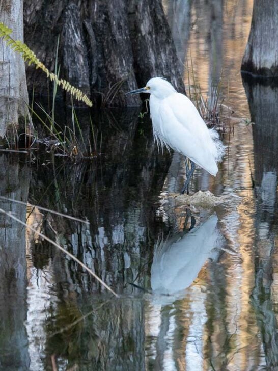 Snowy egret in cypress swamp in Big Cypress National Preserve, Florida