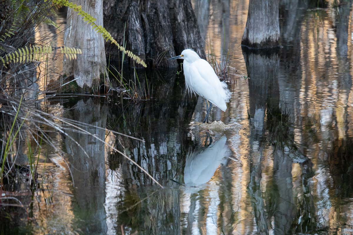 A snowy egret explores the shallow cypress swamps on the scenic Loop Road, Big Cypress National Preserve