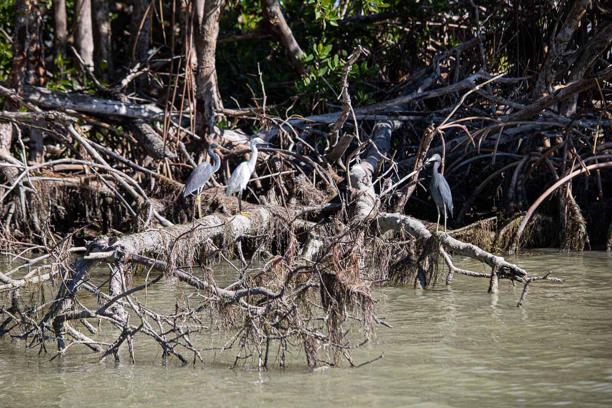 Snowy egret, tricolored heron and little blue heron at Flamingo Marina, Everglades National Park