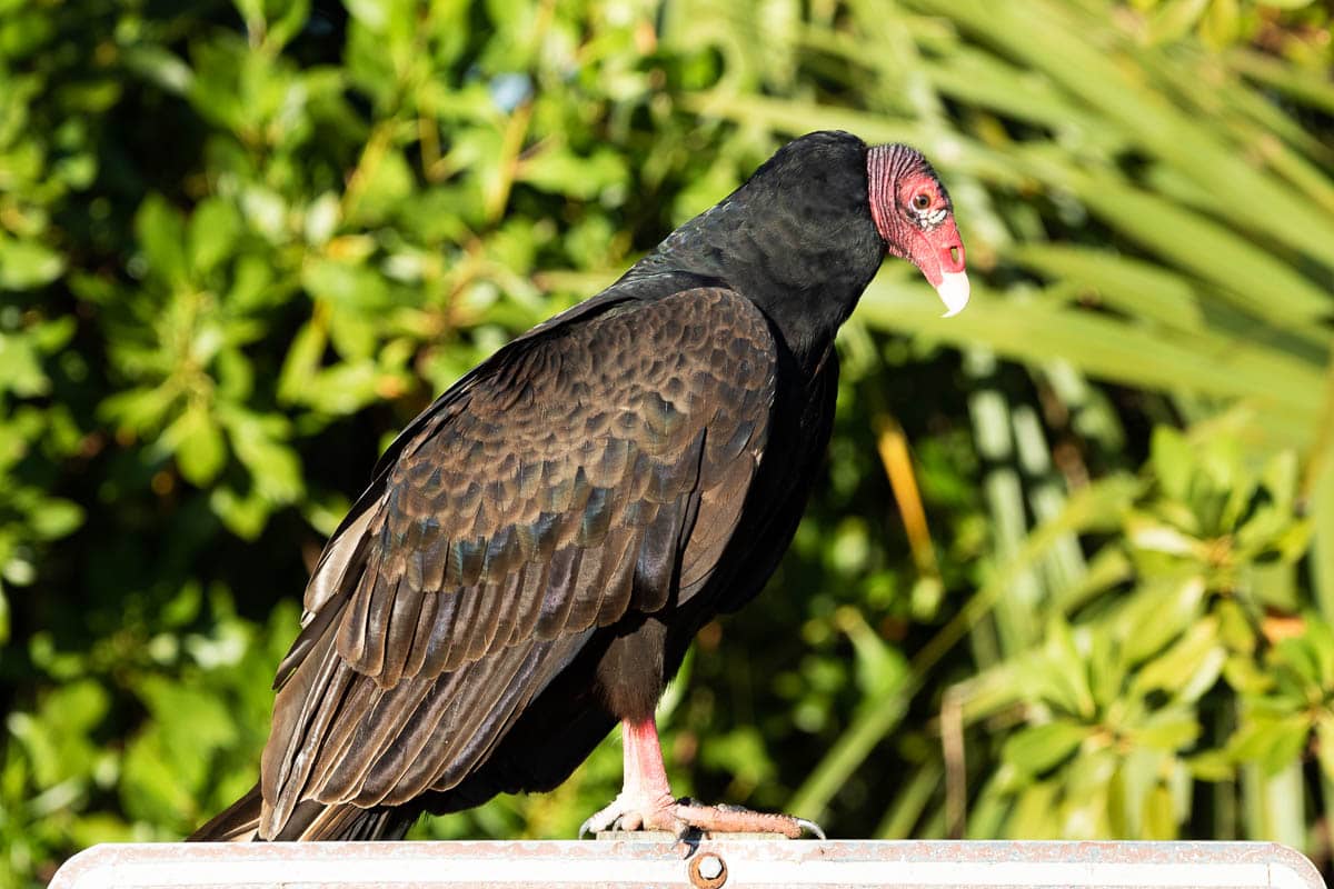 Easily recognizable, a turkey vulture sits on a park sign at Paurotis Pond, Everglades National Park