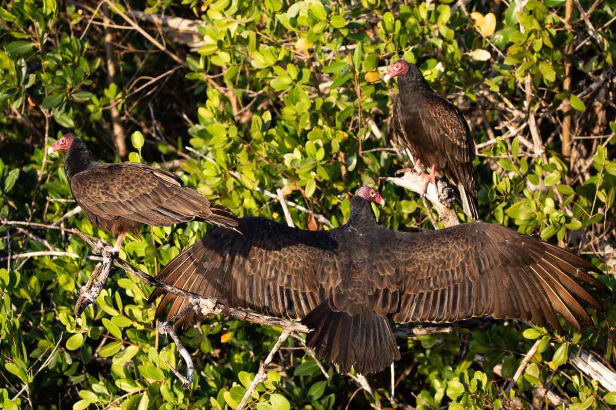 A trio of turkey vultures enjoys the warm early-morning sunrays at West Lake, Everglades National Park