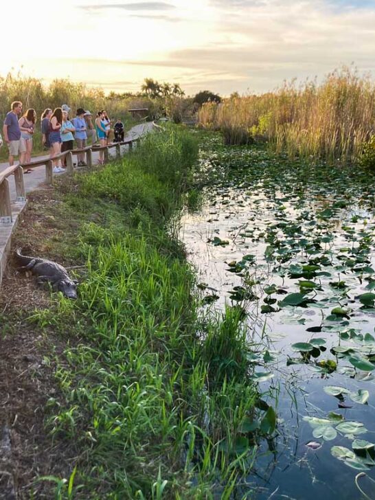 Visitors looking at an alligator on the Anhinga Trail in Everglades National Park