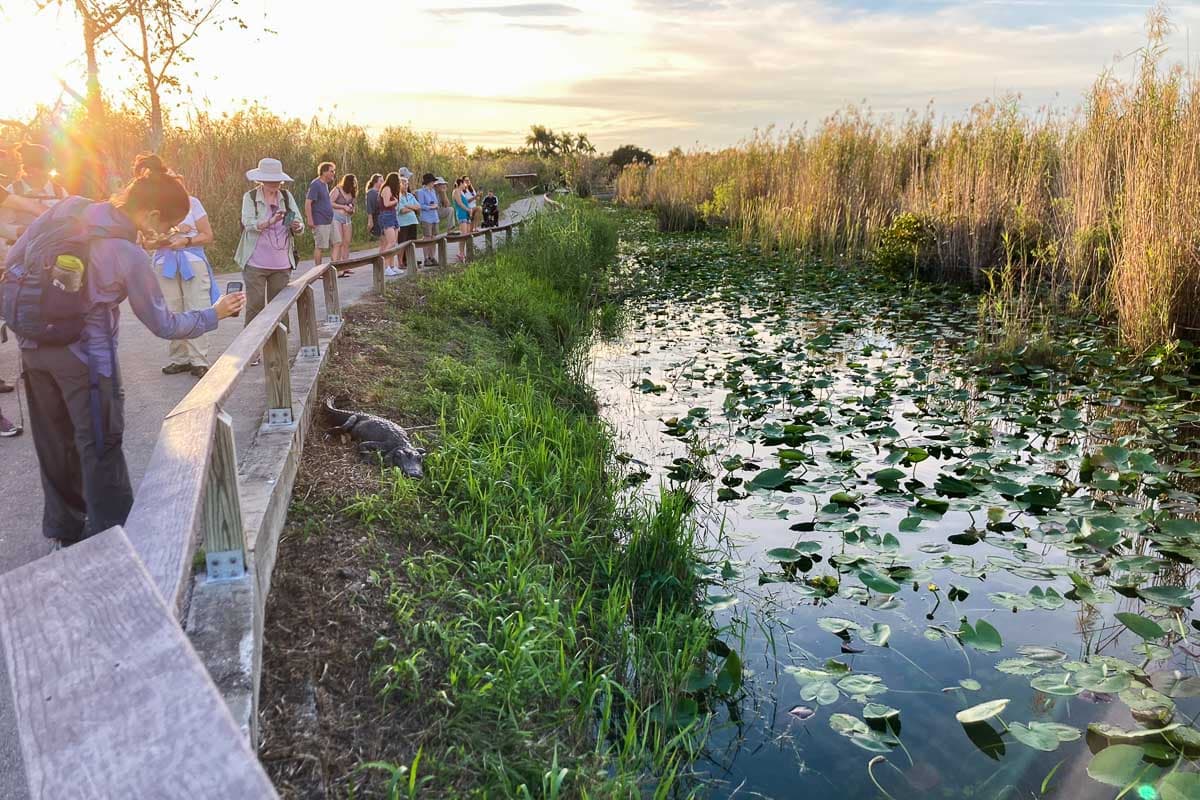 The Anhinga Trail is one of the best places to see alligators in Everglades National Park