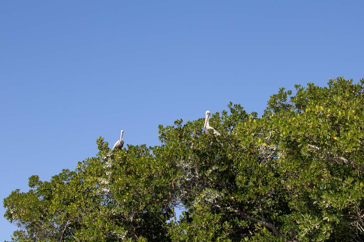 Two American white pelicans enjoy the view from atop mangroves in Florida Bay, Everglades National Park
