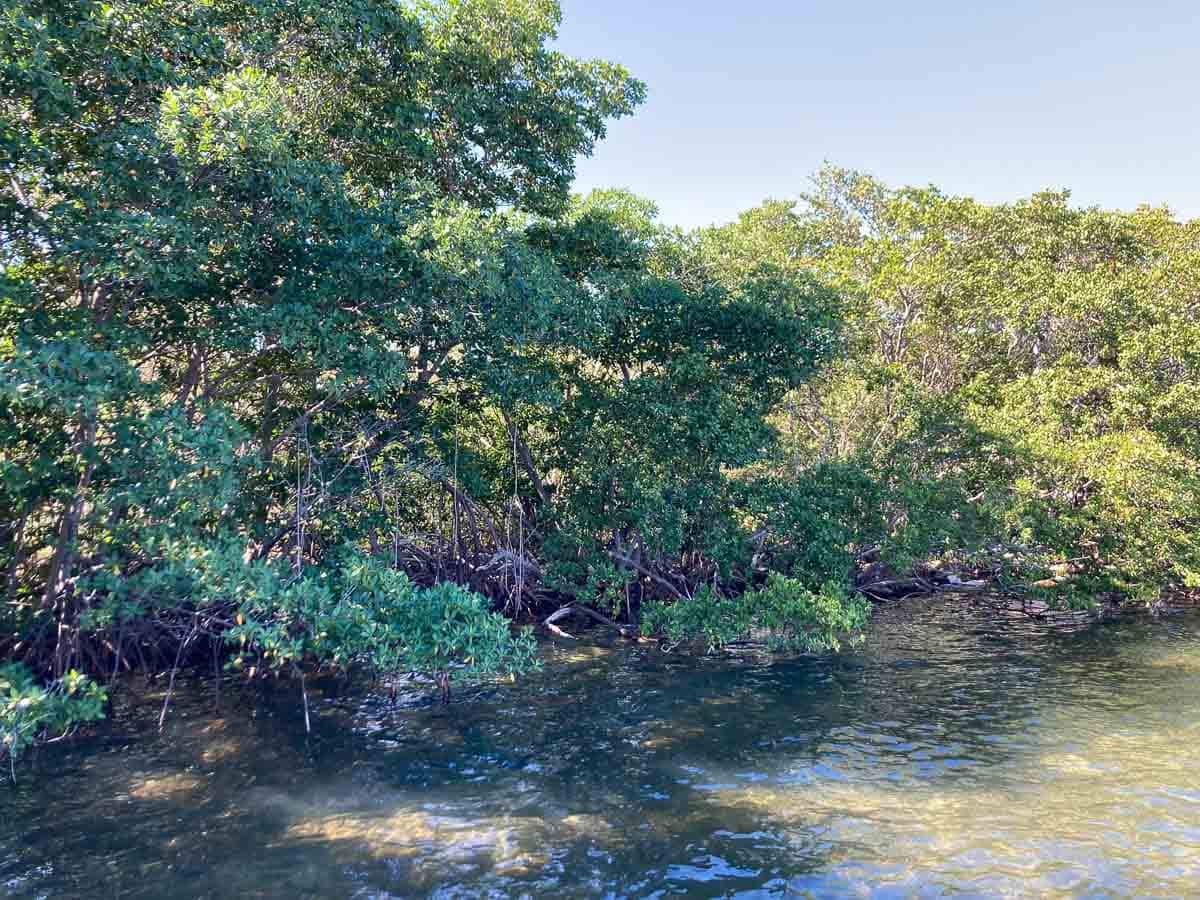 Coastal mangroves at Dante Fascell Visitor Center in Biscayne National Park, Florida
