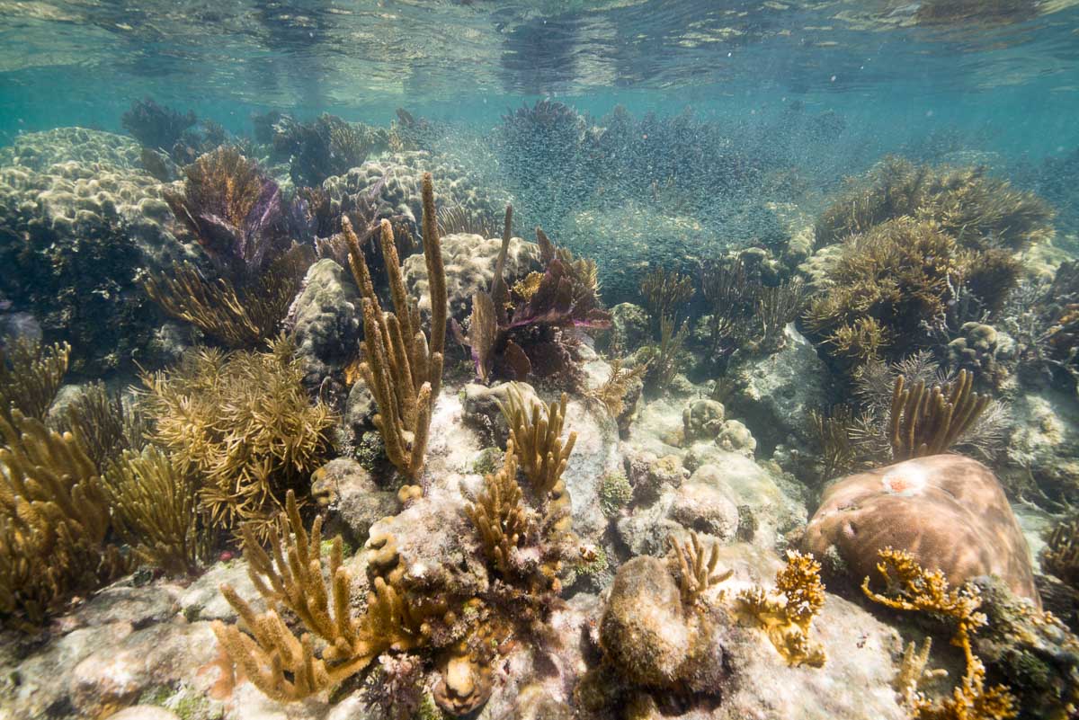Coral reef in Biscayne National Park - Image credit: NPS / Susanna Pershern, Submerged Resources Center