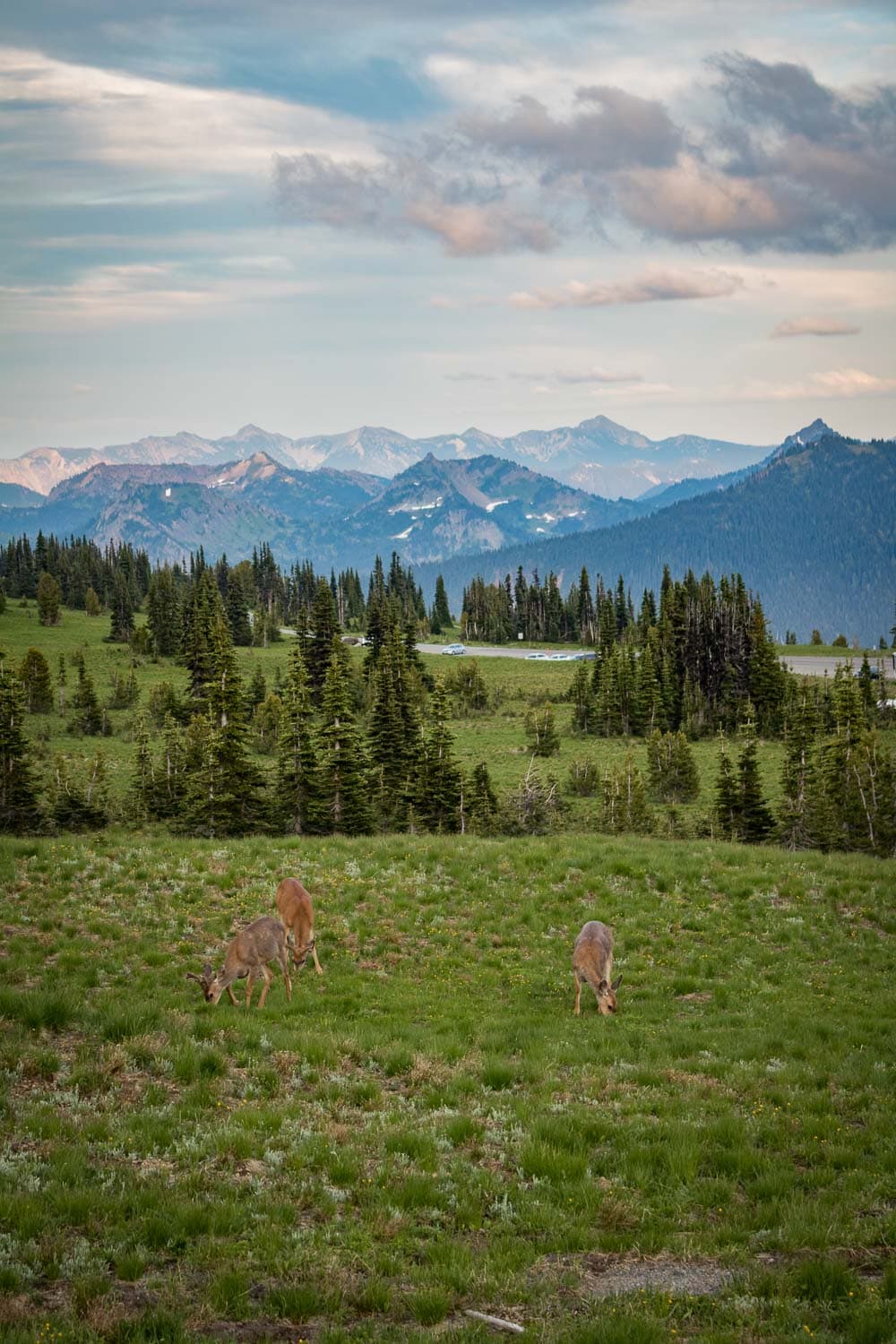 Deer grazing along the Sunrise Nature Trail in Mount Rainier National Park, Washington