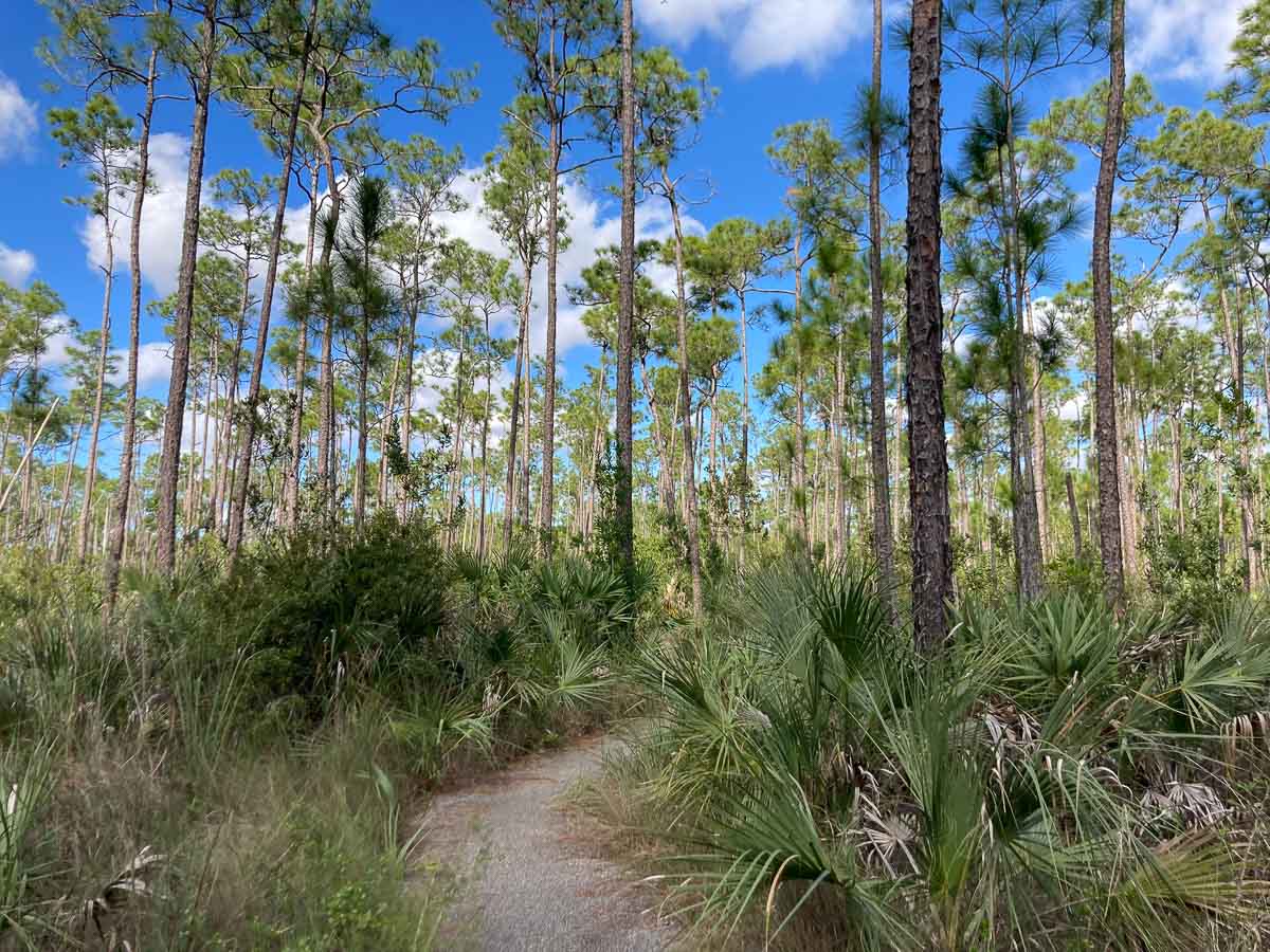 Trail in the Pinelands along the Main Park Road in Everglades National Park